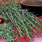 Organic Rosemary Seeds Organic Rosemary Seeds