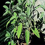 Organic Sage Seeds