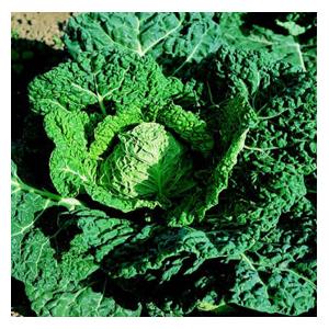 Organic Savoy Verbote Cabbage Seeds