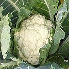 Organic Snowball Cauliflower Seeds
