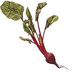 Organic Storuman Beetroot Seeds