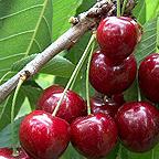 Organic Sunburst Cherry Trees