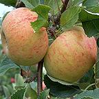 Organic Sunset Apple Trees Organic Sunset Apple Trees