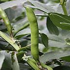 Organic Super Aquadulce Broad Bean Seeds