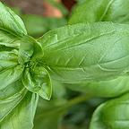 Organic Sweet Genovese Basil Seeds