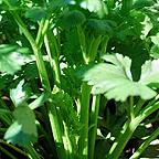 Organic Tall Utah Celery Seeds