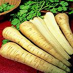 Organic Tender and True Parsnip Seeds Organic Tender and True Parsnip Seeds