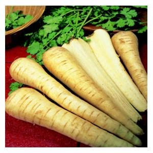 Organic Tender and True Parsnip Seeds