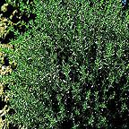 Organic Thyme Seeds