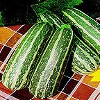 Organic Tiger Cross Marrow Seeds