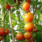 Organic Tomato Moneymaker Seeds Organic Tomato Moneymaker Seeds