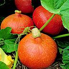 Organic Uchiki Kuri Squash Seeds