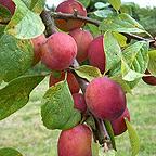Organic Victoria Plum Trees Organic Victoria Plum Trees