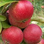 Organic Worcester Pearmain Apple Trees