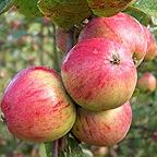Organic Yarlington Mill Cider Apple Tree