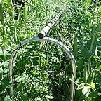 Pea Ambassador Seeds