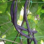 Pea and Bean Netting