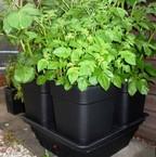 Quadgrow 18ltr Vegetable Planter Quadgrow 18ltr Vegetable Planter