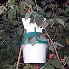 Raspberry Beetle Trap