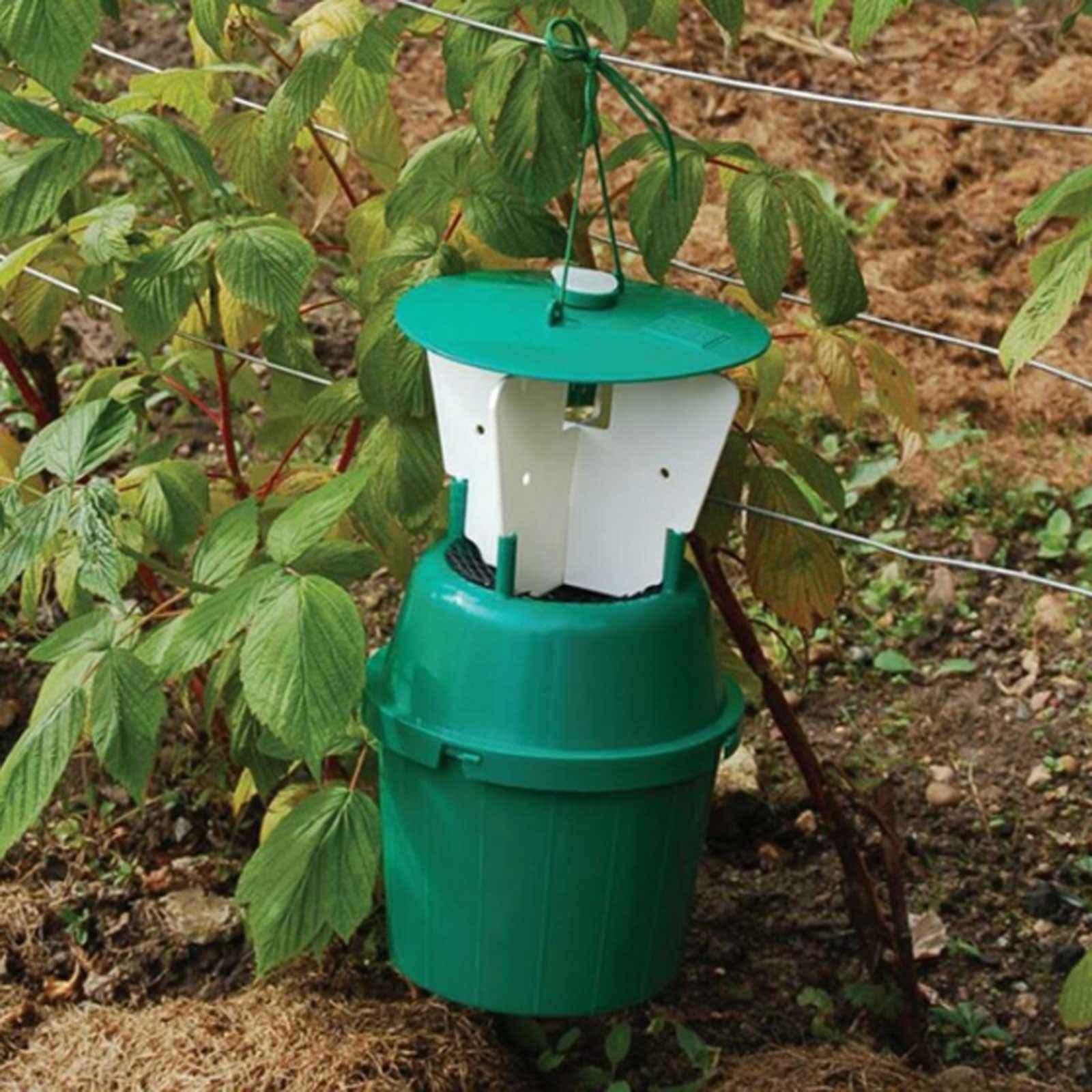 Raspberry Beetle Trap