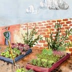 Salad Garden Salad Garden