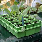Seed Tray Growing and Propagation Lids Seed Tray Growing and Propagation Lids