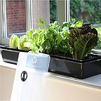 Self Watering Windowsill Propagator Self Watering Windowsill Propagator