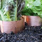 Slug Copper Rings (large)