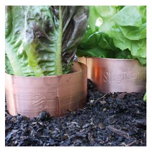 Slug Copper Rings (large)