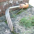 Sneeboer Stone Scratcher Sneeboer Stone Scratcher