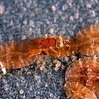 Soft Scale Insect Killer