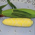 Sweetcorn Luscious - 25 Seeds