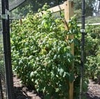 Timber Wire Frame