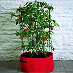 Tomato Planter