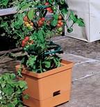 Tomato Tower