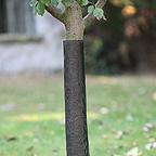 Tree Guards (5 Pack) Tree Guards (5 Pack)