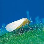 Whitefly Control