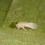 Whitefly Control Programme - 3 Applications