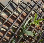 Willow Expanding Trellis