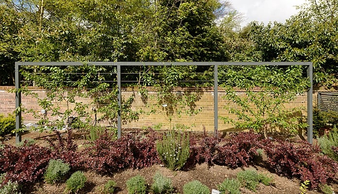 Contemporary Fruit Tree Frame Contemporary Fruit Tree Frame