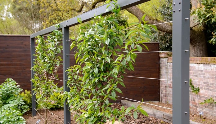 Contemporary Fruit Tree Frame Contemporary Fruit Tree Frame