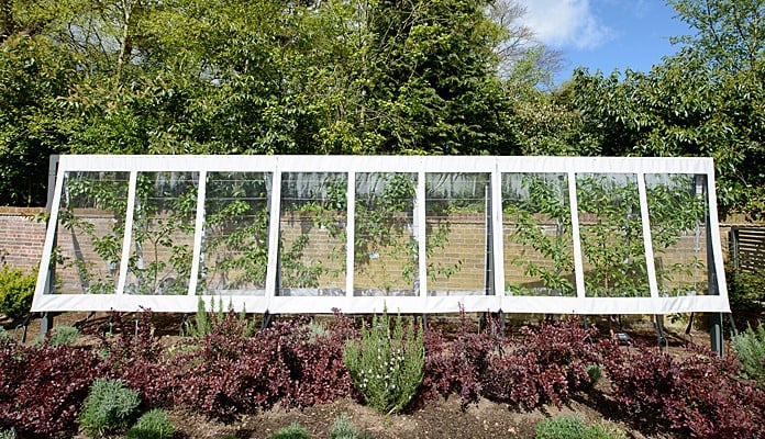 Contemporary Fruit Tree Cover & Frame Contemporary Fruit Tree Cover & Frame