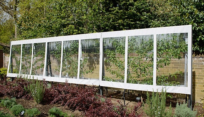 Contemporary Fruit Tree Cover & Frame Contemporary Fruit Tree Cover & Frame