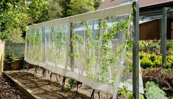 Contemporary Fruit Tree Cover & Frame Contemporary Fruit Tree Cover & Frame