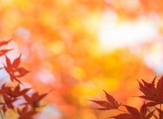 Autumn Special Offers