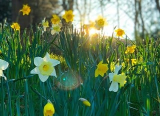 CELEBRATE SPRING WITH OUR FREE DELIVERY WEEKEND!