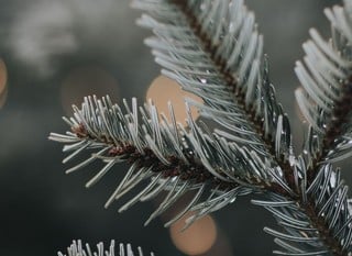 Christmas Gardening Gifts