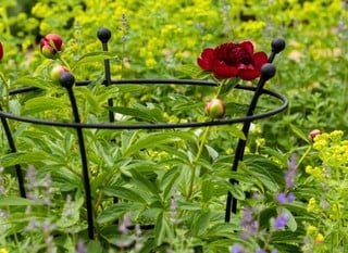 PLANT SUPPORTS - SPECIAL OFFER
