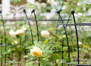 Plant Supports - UK Made Plant Supports - UK Made