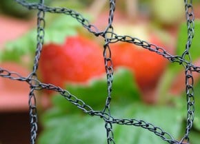 Bird Netting & Fruit Cage Netting Bird Netting & Fruit Cage Netting